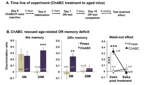 拯救衰老大脑的新突破 提高6-硫酸软骨素水平恢复神经可塑性