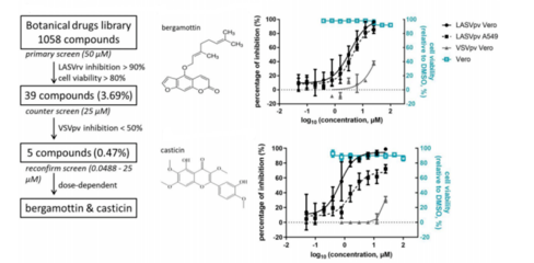 沙粒病毒入侵抑制剂研究获进展