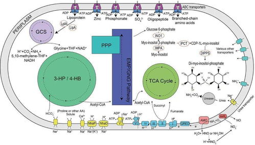 中国海洋大学在马里亚纳海沟深渊微生物研究领域取得新突破